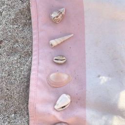 ˚🐚•
