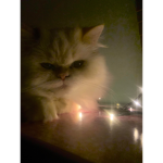 Kitcatgroup