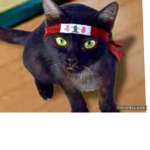 Cats are better than fire people