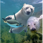 Antarcticans