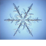 Frosted's Friends