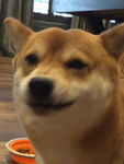 SHIBA INU FAN GROUP!!!.