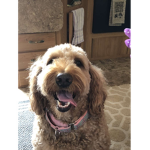 Goldendoodle