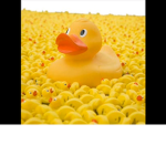 The ducks raid