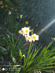 BLUMEN GRUPPE 100