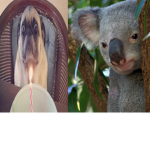 The Koala And Pug Fan Group!