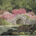 Lovely fleurs