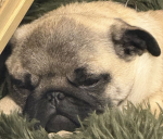 The pug power group