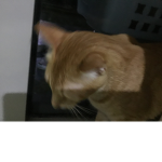 Kitty studios meow