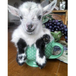 BEANGOAT