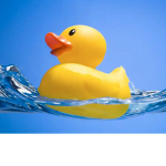Us ducks offi