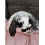 Cute Fluffy Bunnies xoxo