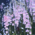 valley lilies