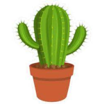Cactus are cool