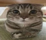 null Group Thumbnail