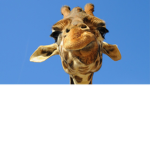 I Ate My Giraffe