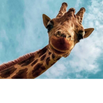 Giraffe Friends