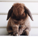 - choco bunnys -