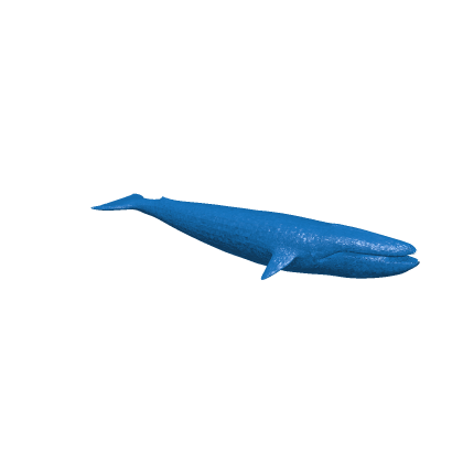 Whale.OBJ