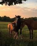 ~ Horse Crazy! ~