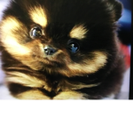 Cute doggoooos