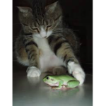 Cats vs frogs