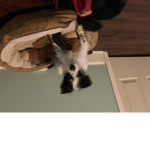 Puppies group yay