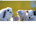 Animal_paradise