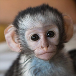 .The Monkeys.