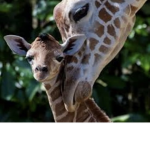 >_< Giraffe Studios >_<