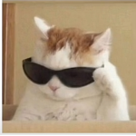 Freddy y Gatos