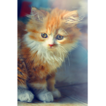 the cat club (beta)
