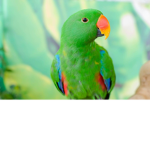 Parrots Clan