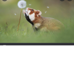 Hamsters and ratz