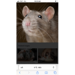 Rats are not fat