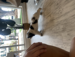 Puppy smores