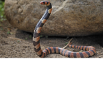 Snake studios.