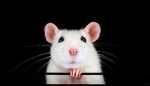 RAT association team