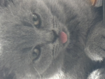 Cats love anime <3