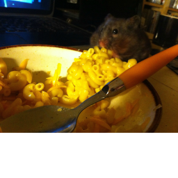 bebop and ratface house