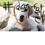 #i like dogs