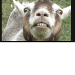 THE GOAT GROUP (MASCOT: GERALD THE GOAT