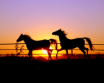 |~+Moonlight Equestrians+~+