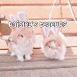 ~ Paisley's Teacups ~