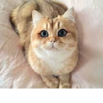 The CAT Club: Cats Are Tubular