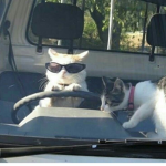 Animal squad <3 :3