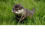 Iloveotters