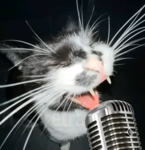 Singing Cat studio