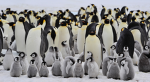 Army of Penguinia