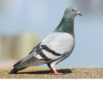 Official Pigeon Community Group!!!